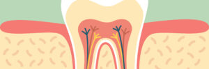 dental cartoon flat vector, healthy tooth anatomy
