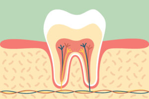 dental cartoon flat vector, healthy tooth anatomy