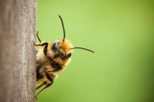 Bee in garden