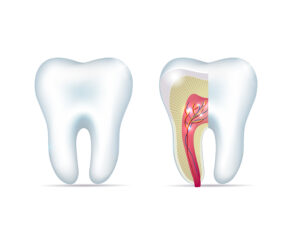 Healthy white tooth and cross section of the tooth