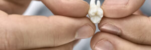 Male hands are holding an extracted molar tooth on the blurred background. Closeup horizontal photo.